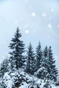 firs under a copious snowfall, winter landscape, rocca pietore, agordino, dolomites, belluno, veneto, italy firs under a copious snowfall, winter landscape, rocca pietore, agordino, dolomites, belluno, veneto, italy